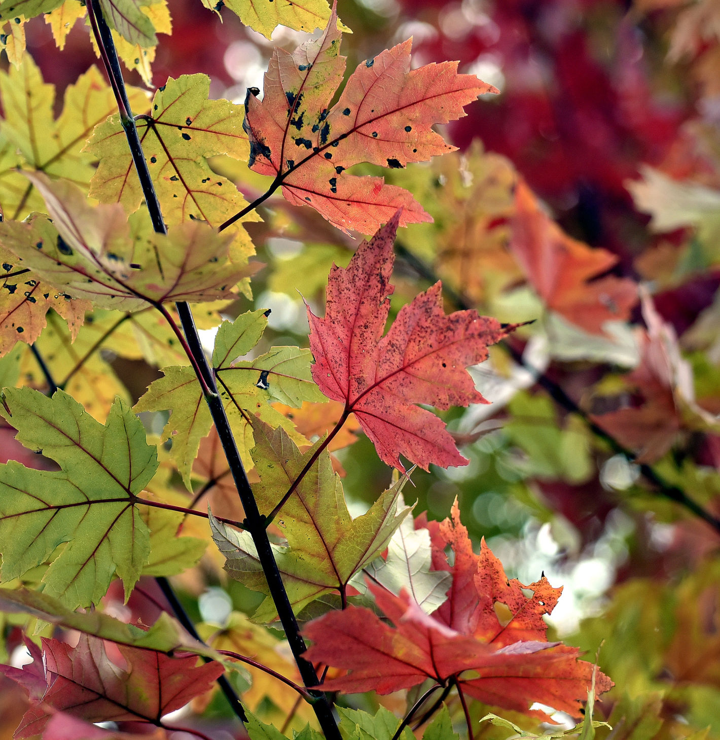 Fall Colors
